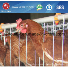 Silver Star Factory Outlet Price Poultry Farm Egg Layer Chicken Cages
